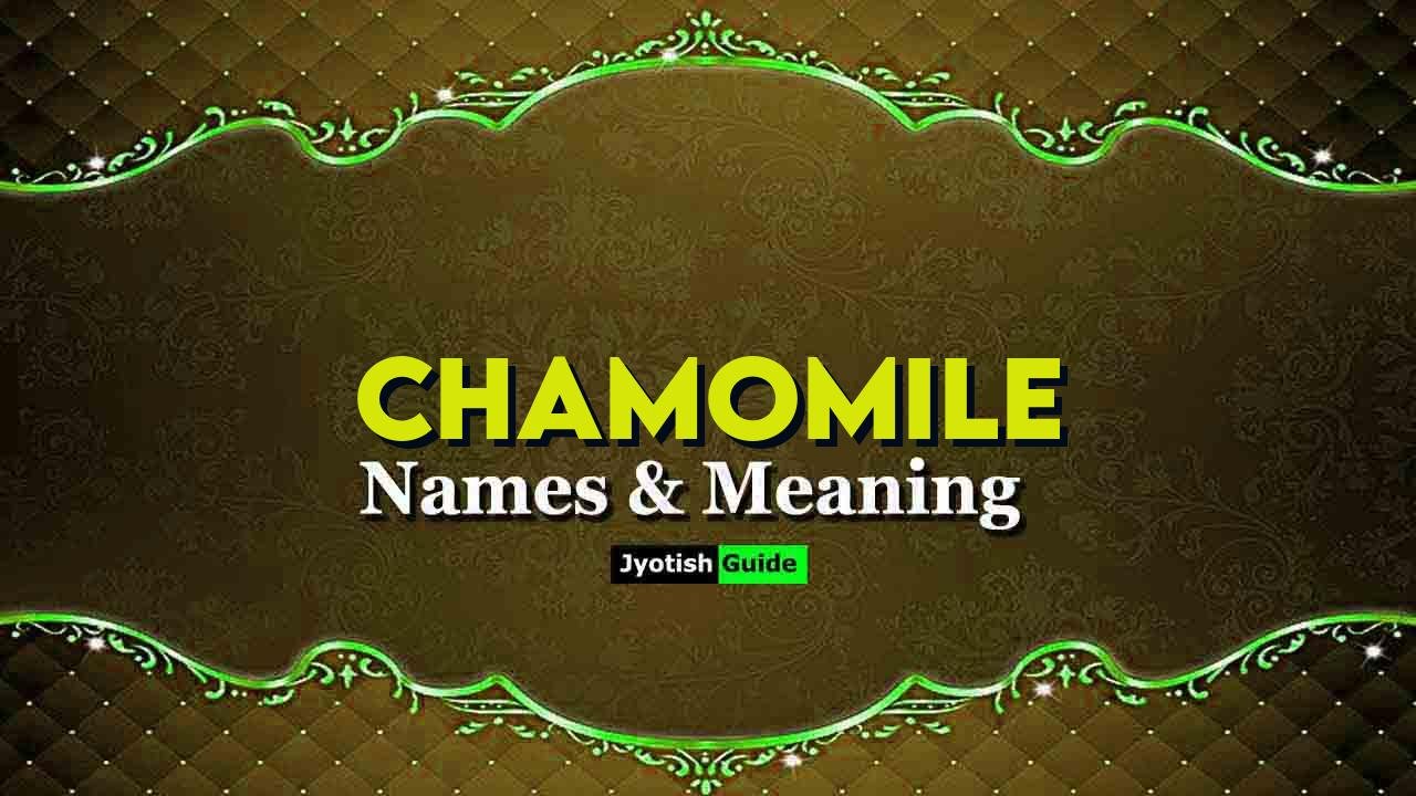 chamomile name meaning